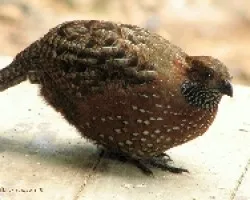 Odontophorus guttatus