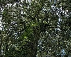 Gigante de las Alturas