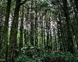 Entre Pinos y Cipreses