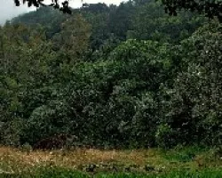 Bosque de Altura