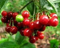 Frutos Interesantes