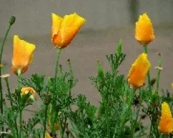 Flores en el Camino