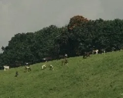 Equinos en la Pradera