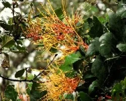 Flor del Roble ?