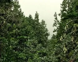 Paisaje entre Pinos