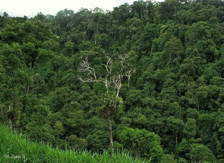 Foto