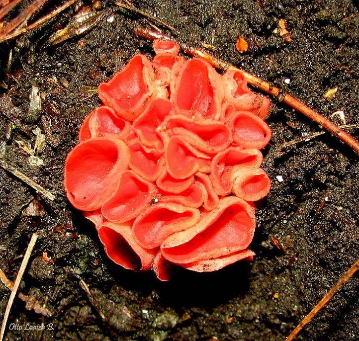 Foto