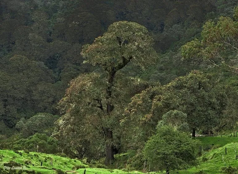 Foto