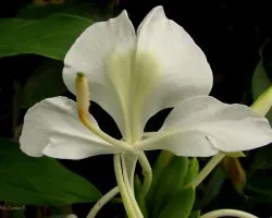 Hedychium Coronarium Koenig