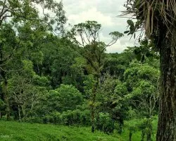 Bosque Pluvial Premontano