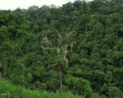 Bosque Pluvial Premontano