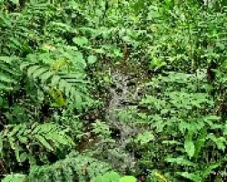 Quebrada Guayabo