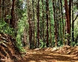 Pinares en el Sendero
