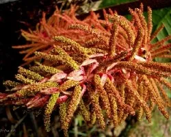Flor de Sombrilla de Pobre