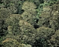 Bosques de Robles