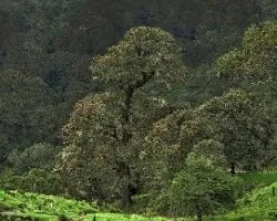 Roble en Retes