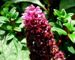 Flores Diminutas1