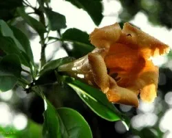 Flor Colgante