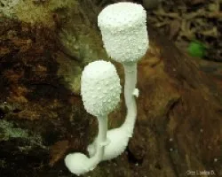 Hongo Desconcido 2
