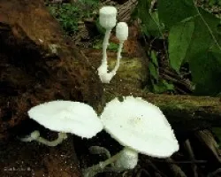 Hongo Desconcido 2