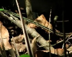 Leptophis mexicanus