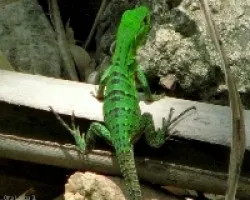Reptil desconocido