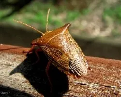 Insecto Desconocido