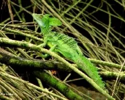 Basiliscus Plumbifrons ?