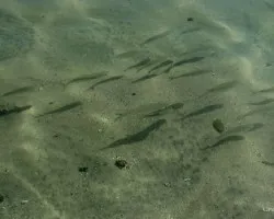 Cardumen Amistoso