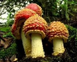 Familia Muscaria
