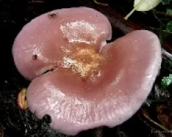 Hongo Desconcido 3