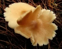 Hongo Desconocido 3