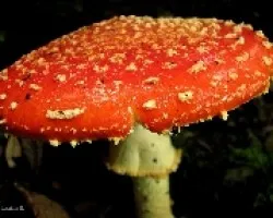 Amanita Muscaria