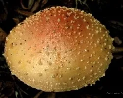 Amanita Muscaria