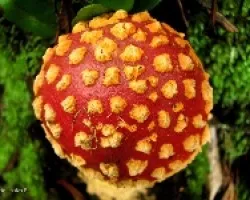 Amanita Muscaria