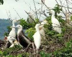 Aves Desconocidas 1