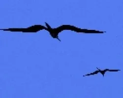Tijeretas en Vuelo
