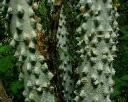 Pochotes ?