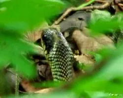 Reptil en Sta Rosa