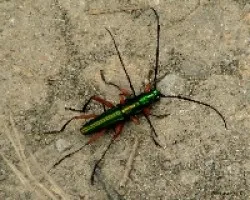 Verde Romance
