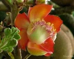 Flor Desconocida