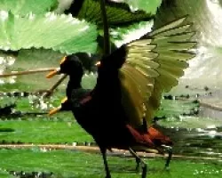 Jacanas entre Nenufares