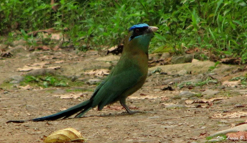 Foto