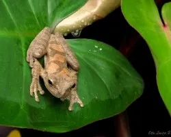 Entre las Hojas del Jardin