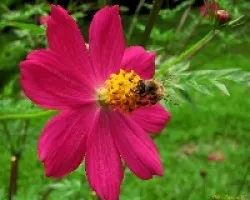 Flor Adornada
