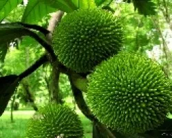 Fruta de Pan
