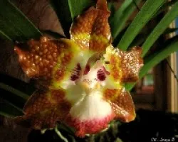 Orquidea Desconocida