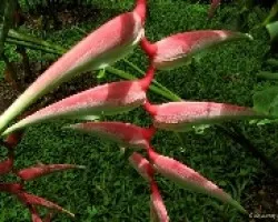 Escalinata Vegetal