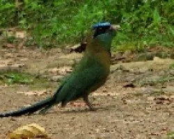 Un Bobo en el Sendero