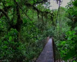 Bienvenidos al Bosque Tropical